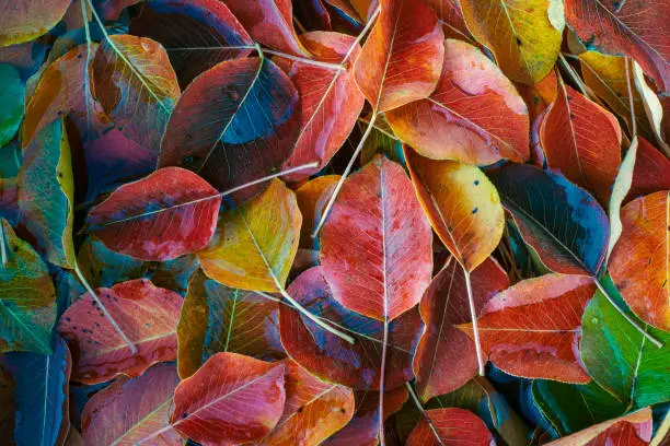 Autumn Orange red green Leaves pear tree fall  Space for text Falling in water abstract Natural ColorfulBackground.