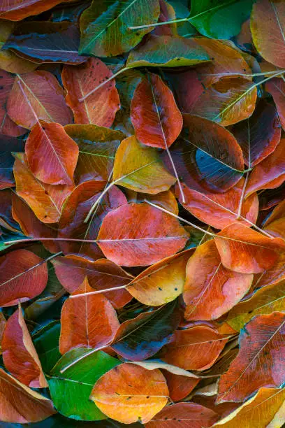 Autumn Orange red green Leaves pear tree fall  Space for text Falling in water abstract Natural ColorfulBackground.
