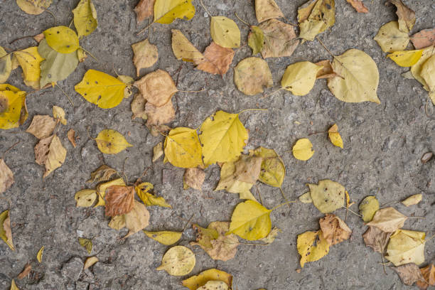 istock Yellow autumn leaves on concrete road, top view. 1436510287