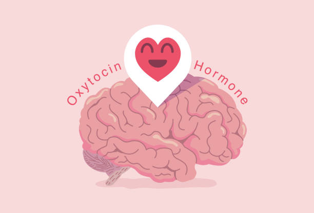 250+ Oxytocin Illustrations, Royalty-Free Vector Graphics & Clip Art - iStock | Oxytocin dopamine, Oxytocin vial, Oxytocin iv