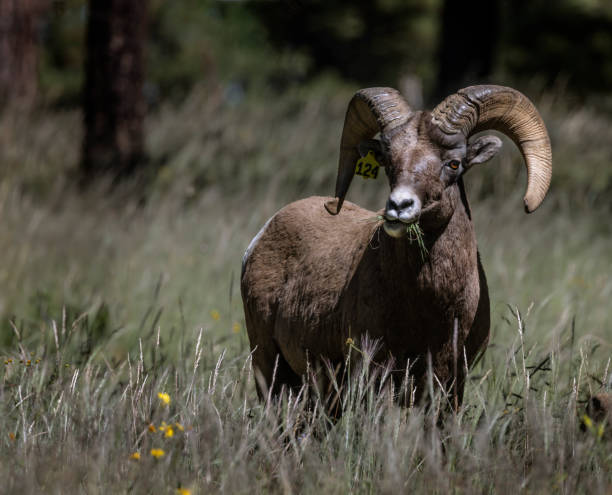istock Bighorn Sheep, Arizona, September 2022 1436511661