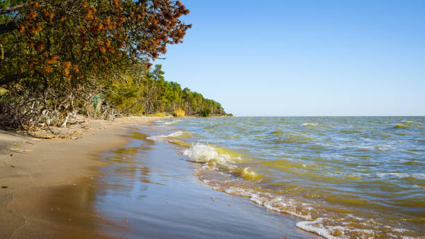istock Sandy beach and autumn forest on a sunny day 1436512167