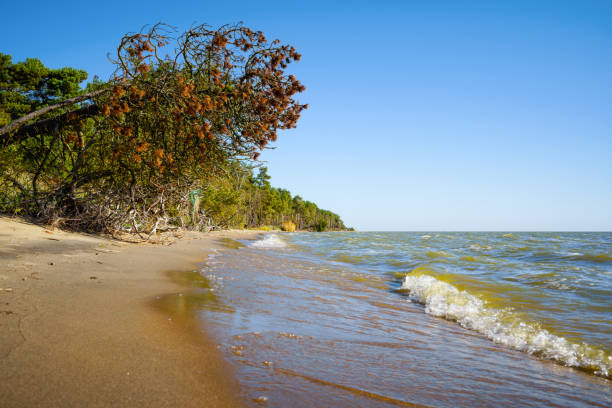 istock Sandy beach and autumn forest on a sunny day 1436512168