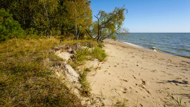 istock Sandy beach and autumn forest on a sunny day 1436512178