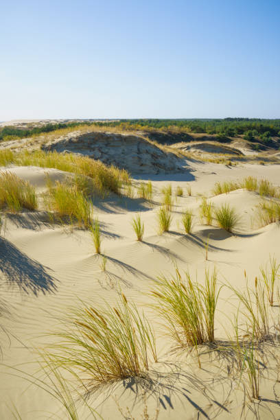 istock sand dunes with vegetation on a sunny autumn day 1436512207