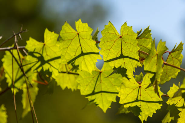 Photo taken at Blackwater River state forest in NW Florida. Nikon D7200 with Nikon 200mm macro lens