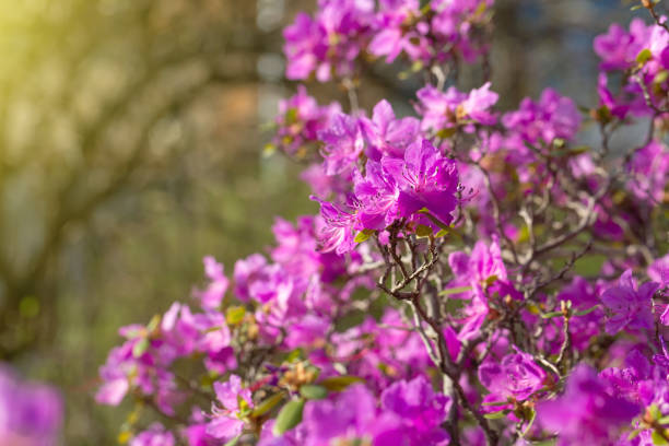 Azalea flowers are blooming, and the slope of the mountain is blurred in the distance.