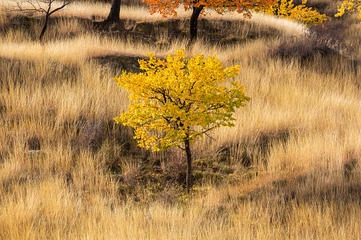 Landscape with dry grass in sunlight. Autumn savanna view. Lonely tree in a yellow field.