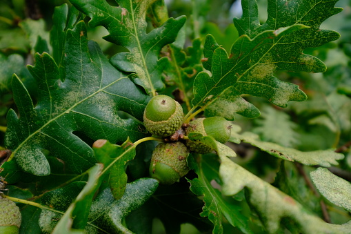 Acorns oak fruits on branch tree background. Close-up. Rain drop.