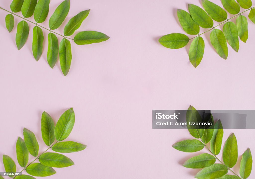 Green branches on a pastel purple background. Flat lay, top view square composition with copy space. Creative blank banner. Autumn Leaf Color Stock Photo