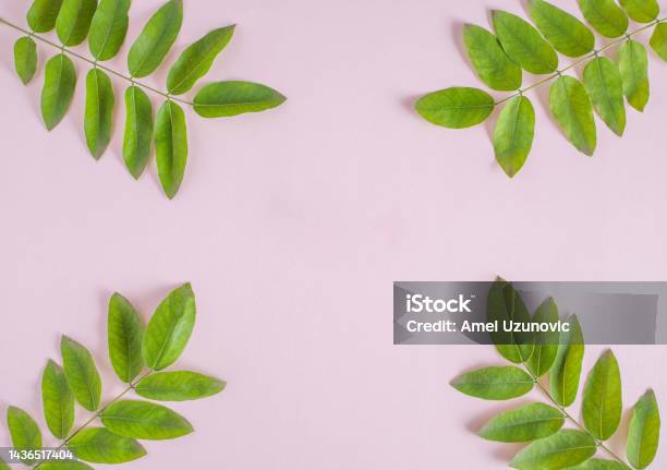 Green Branches On A Pastel Purple Background Flat Lay Top View Square Composition With Copy Space Creative Blank Banner Stock Photo - Download Image Now