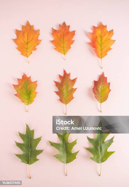 Creative Autumn Minimal Flat Lay Leaves Arrangement Oak Leaves In Lines On A Pastel Pink Background Green Yellow Red Color October November Top View Composition Stock Photo - Download Image Now