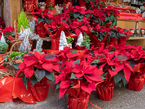 A lot of Poinsettia pots of plants on the market. Christmas Star flower, traditional decoration for the Christmas. Selective focus natural light