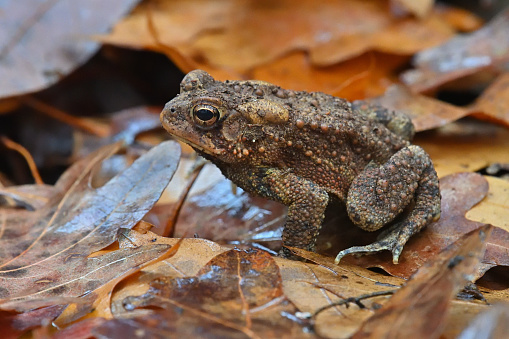 Eastern American toad on autumn leaves in deep woods after rain. Taken in the Northwest Hills of Connecticut, October.