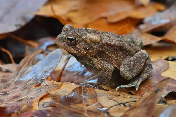 Eastern American toad on autumn leaves in deep woods after rain. Taken in the Northwest Hills of Connecticut, October.