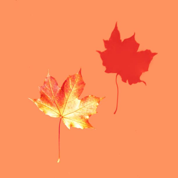 Leaf and its shadow on orange background. Minimalistic autumn composition. Fall colors concept.