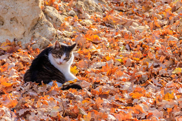 istock Cat on fallen autumn leaves in the park 1436526956