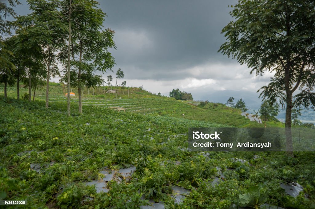 Những Bức Ảnh Phong Cảnh Vườn Rau Khi Mùa Mưa Với Những Rung Cảm Nhiều Mây Hình  ảnh Sẵn có - Tải xuống Hình ảnh Ngay bây giờ - iStock