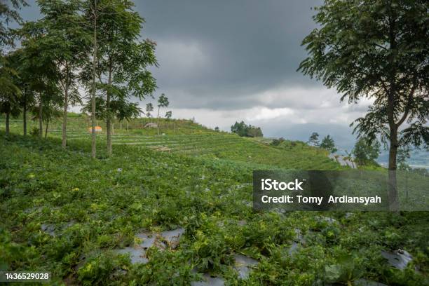Những Bức Ảnh Phong Cảnh Vườn Rau Khi Mùa Mưa Với Những Rung Cảm Nhiều Mây  Hình ảnh Sẵn có - Tải xuống Hình ảnh Ngay bây giờ - iStock
