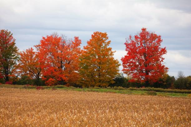 Fall in Farmer Country