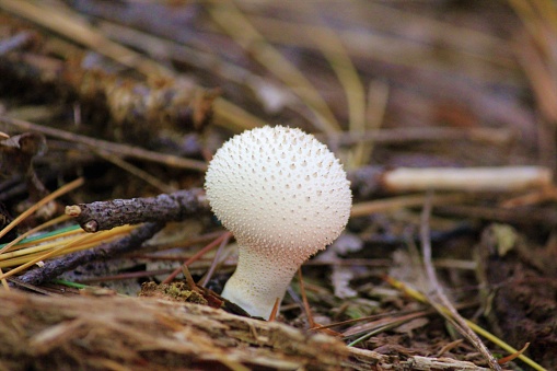 A Small puffball mushroom growing on the forest floor through the decaying orangic material