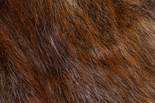 Animal fox fur close up with long pile on brown fluffy gradient surface texture background.
