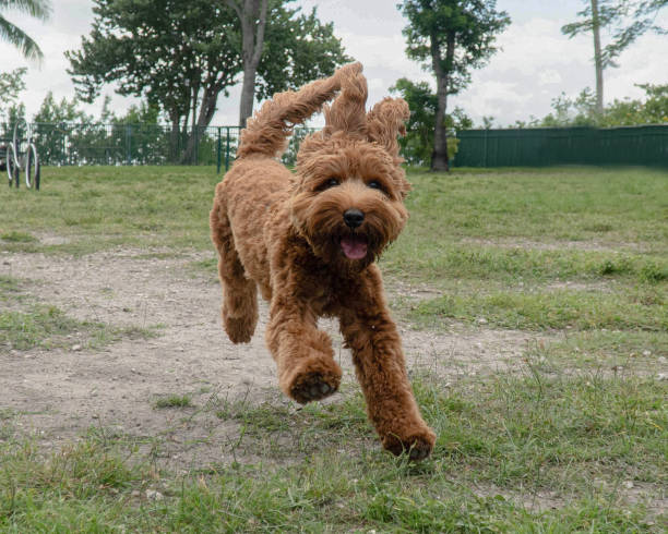 Golden doodle having fun Golden doodle having fun. Happy day at the dog park , mixed breed rescued . goldendoodle stock pictures, royalty-free photos & images