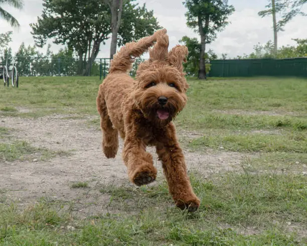 Golden doodle having fun. Happy day at the dog park , mixed breed rescued .