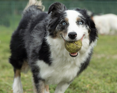An Australian Shepherd leaps through the air chasing a ball while out playing in the yard.