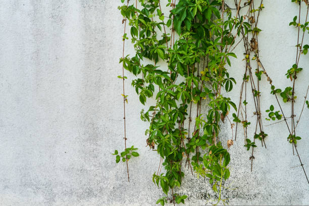 istock The Green Creeper Plant on a brick wall. Background. 1436533241