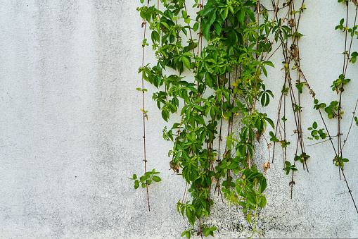 The Green Creeper Plant on a brick wall. Background. High quality photo