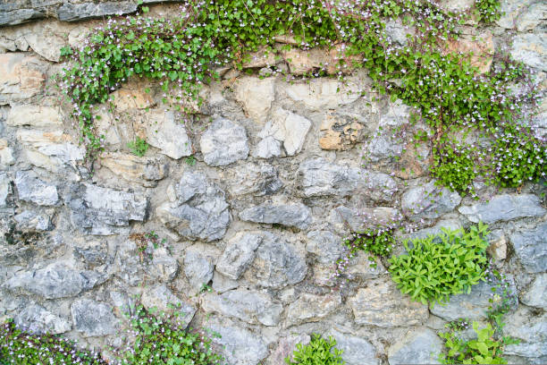 istock The Green Creeper Plant on a brick wall. Background. 1436533345