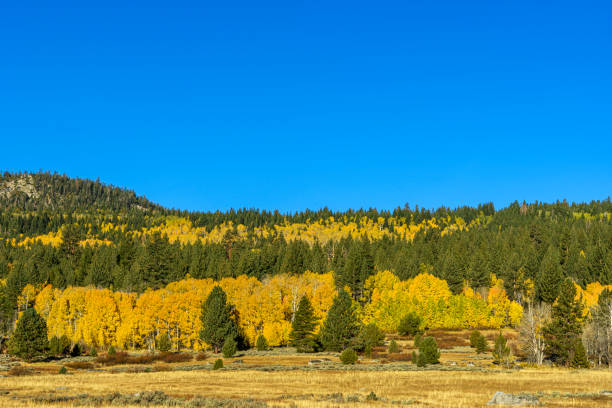 istock Hope Valley Fall Colors in the Sierra Nevada 1436534244