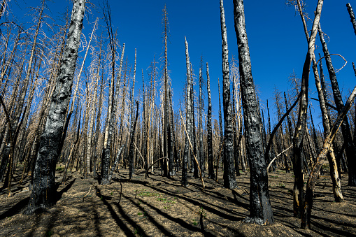 Forest fire devastation from the 2021 California Caldor fire in the Sierra Nevada mountain range, not far from Lake Tahoe.

Taken near Carson Pass, California, USA