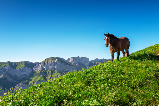 Beautiful brown Horse grazing on the hillside of the Swiss alps