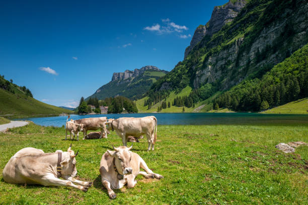 Cattle grazing and resting in the Swiss Alps Cattle relaxing and grazing on a warm summer day in Alpstein near the Seealpsee lake appenzell innerrhoden stock pictures, royalty-free photos & images