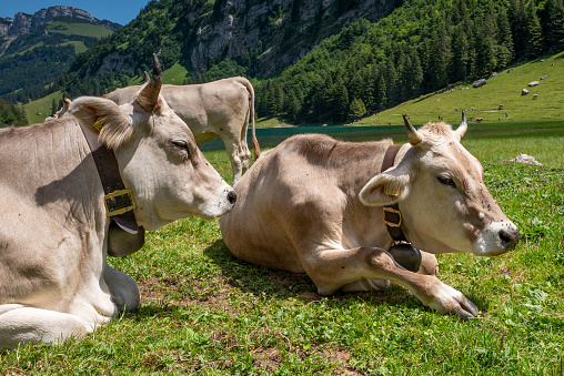 Dairy Cows resting on warm summer day in the Swiss alps.