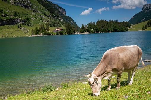 A lone cow grazing along the seealpsee lake in the Apenzell innerrhoden area of the Swiss Alps.