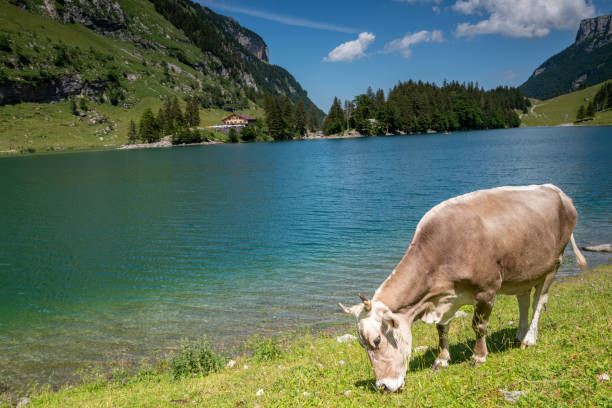 cow grazing near a lake in the Swiss Alps A lone cow grazing along the seealpsee lake in the Apenzell innerrhoden area of the Swiss Alps. appenzell innerrhoden stock pictures, royalty-free photos & images