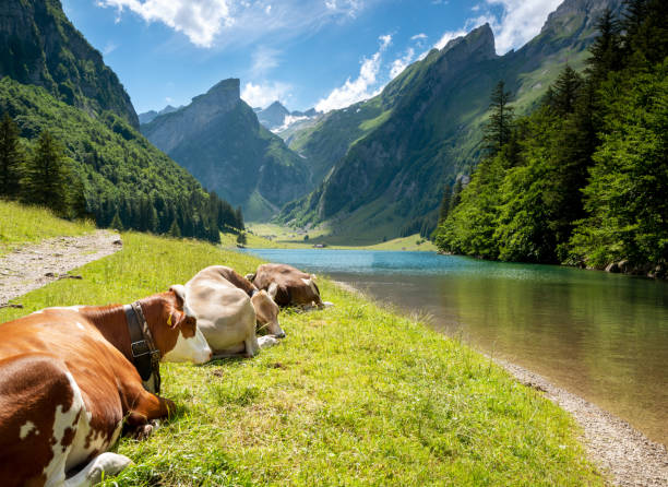 Cows resting near Seealpsee in Ebenalp, Switzerland Grazing Cows resting near Seealpsee in Ebenalp. Santis in the background in the Appenzell innerrhoden Canton of Switzerland. sleeping cow stock pictures, royalty-free photos & images