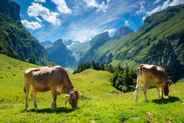 milchkühe grasen in epenalp, schweiz - cow swiss culture switzerland cattle stock-fotos und bilder