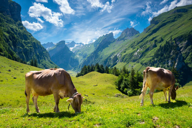 vacas lecheras pastando en epenalp, suiza - cow swiss culture switzerland cattle fotografías e imágenes de stock