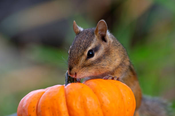 istock Closeup of a chipmunk with a pumpkin 1436540646