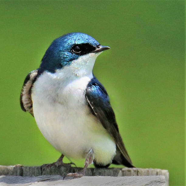 Male Tree Swallow Portrait with green background