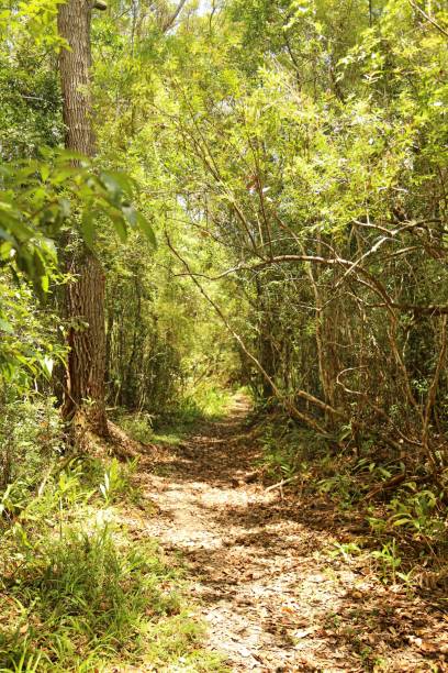 istock Tropical  vegetation around a walk trail in the morning sunlight 1436544849