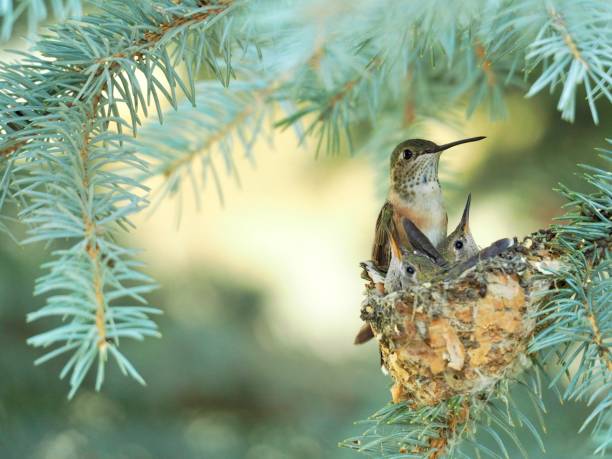 Hummingbird Family Mother hummingbird watches over her babies in nest. OLYMPUS DIGITAL CAMERA picea pungens stock pictures, royalty-free photos & images