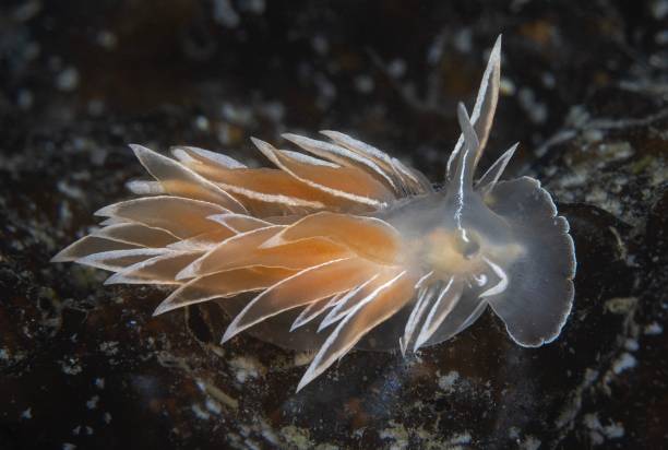 albâtre nudibranche - nudibranch photos et images de collection