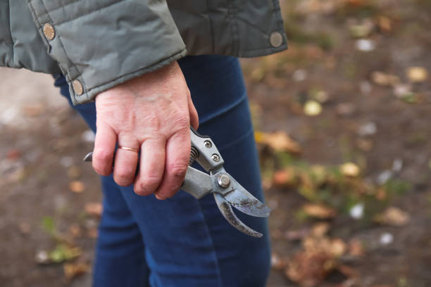 istock Defocus gardening scissors. Female hand holding gardening scissors. Gardener with pruning shears in hand. Nature blur background. Vineyard. Out of focus 1436548708