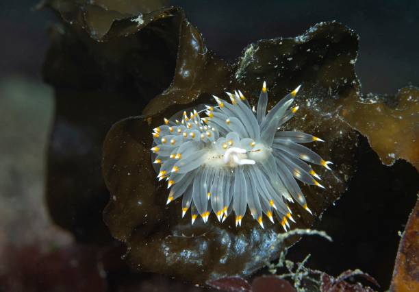 istock Orange and white tipped nudibranch 1436548722