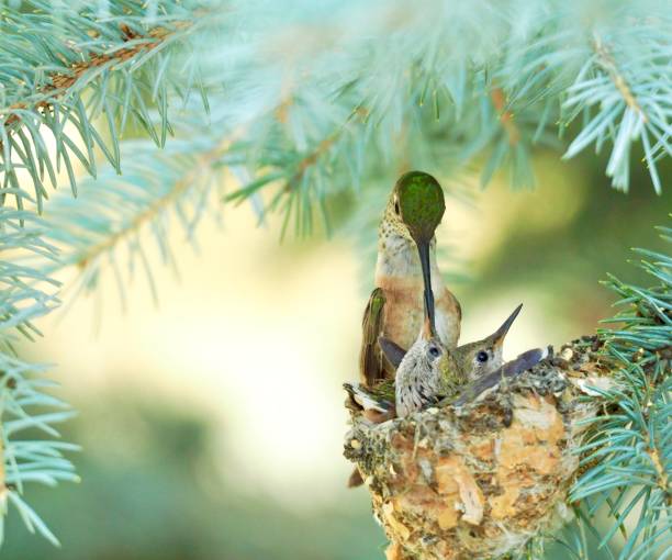 istock Best Mom Hummingbird 1436548825